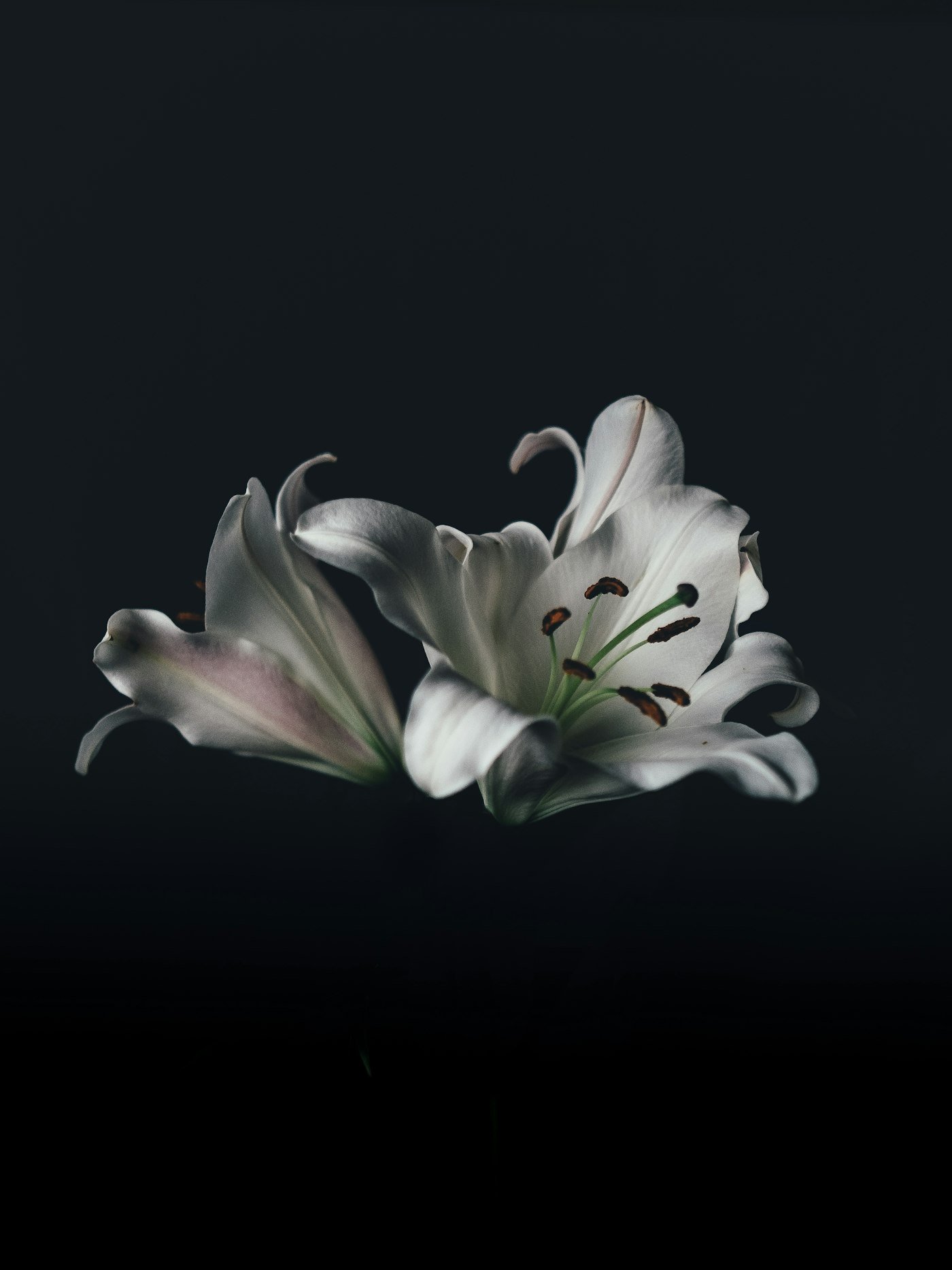 White lily flower