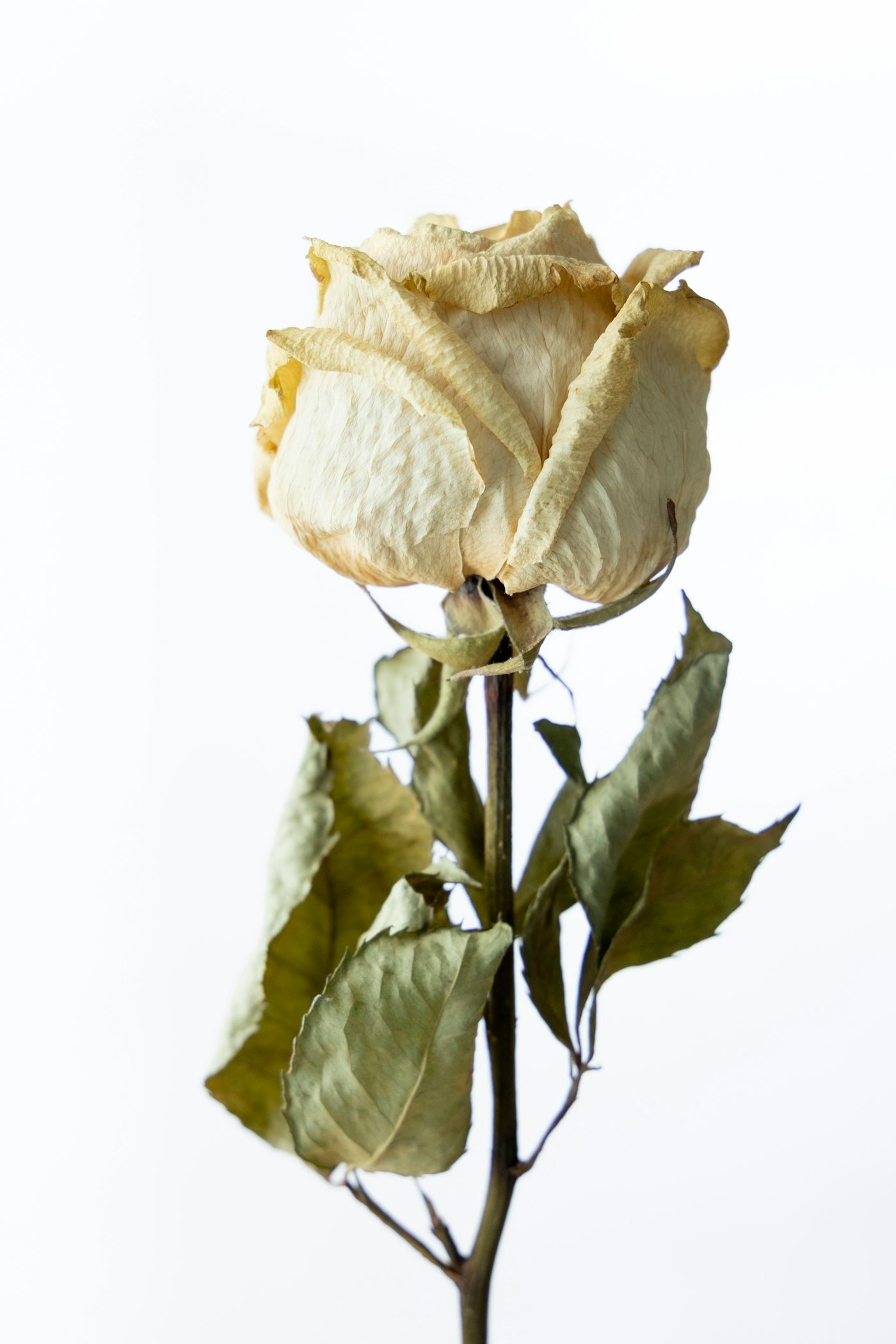 Single white rose